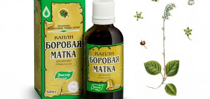 Как принимать боровую матку?