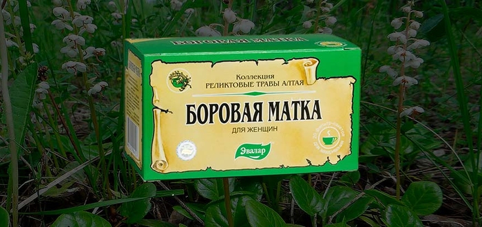 Как принимать боровую матку?