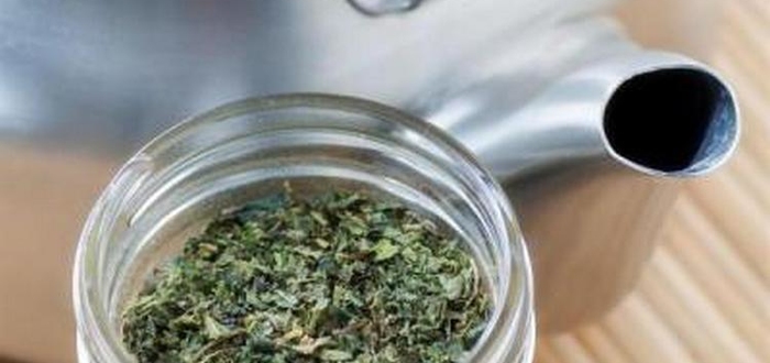 Знаменитое растение алоэ