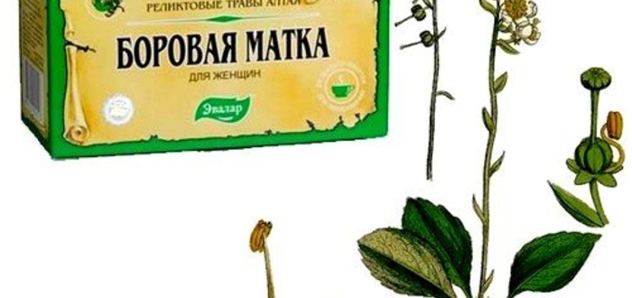 атка при простатите: как принимать?