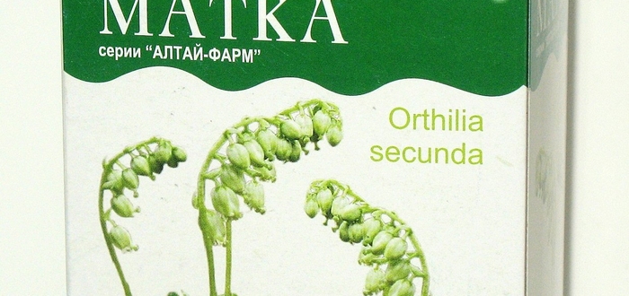 Боровая матка