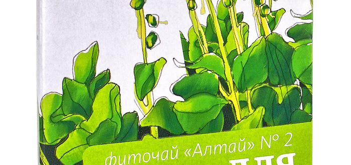 Боровая матка богата аскорбиновой кислотой