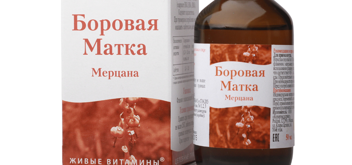 Боровая матка богата аскорбиновой кислотой