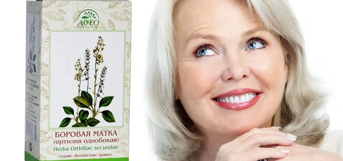 Боровая матка богата аскорбиновой кислотой