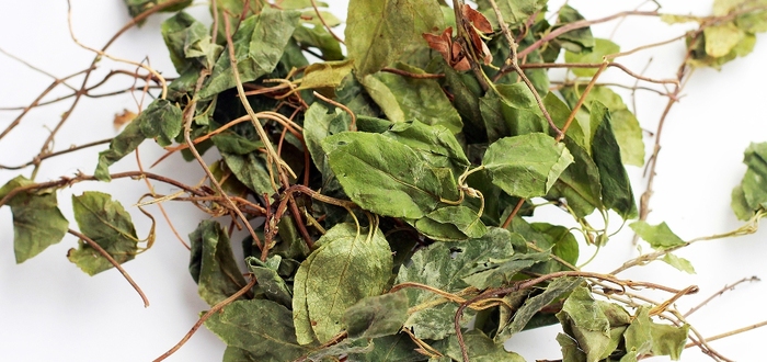 Фиточай боровая матка