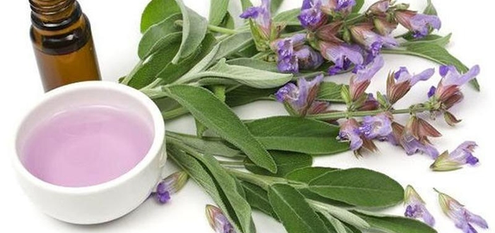 Шалфей при бесплодии: отзывы