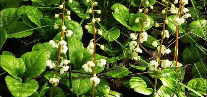 Грушанка при бесплодии: отзывы