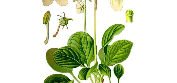 Грушанка при бесплодии: отзывы