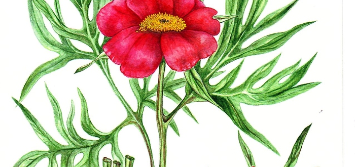 Марьин корень и бесплодие