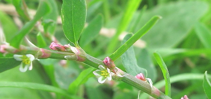 Спорыш при бесплодии