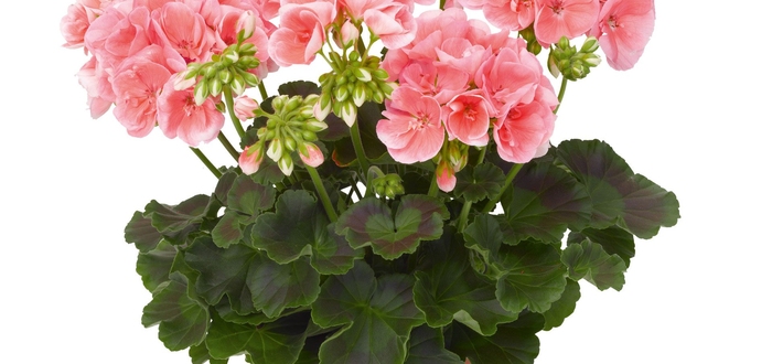 Способы приготовления и применения герани при бесплодии