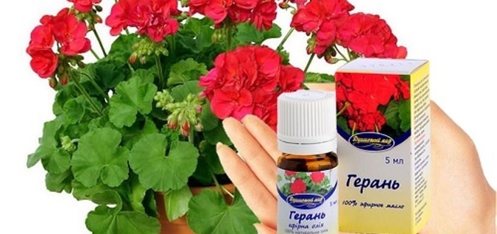 Герань трава при бесплодии применялась